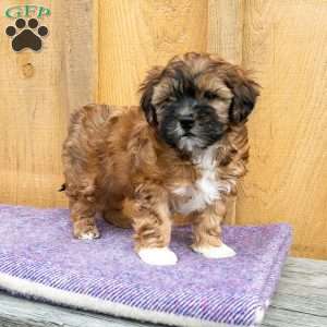 Sophia, Shih-Poo Puppy